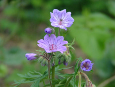 Geranium pyrenaicumBermooievaarsbek bestellen